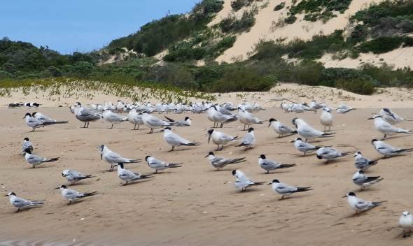Whitecheeked terns